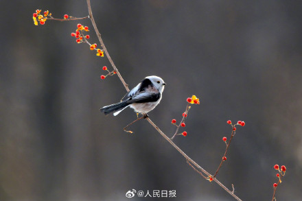 转存收藏！小鸟嬉戏每一张都是壁纸