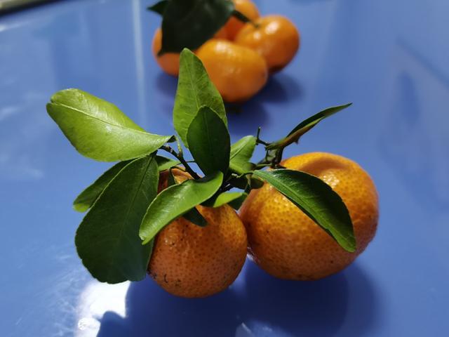 过年狂炫砂糖橘，我妈说我脸黄得像村口大黄狗