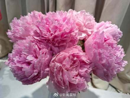 央视春晚十二花神中为何没牡丹，而是芍药？