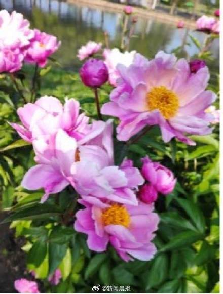 央视春晚十二花神中为何没牡丹，而是芍药？