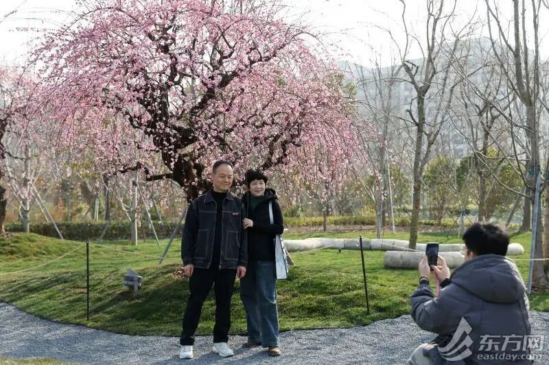 冲上23℃，明日气温近期最高！申城瀑布梅花已上线，春意“加载”100%