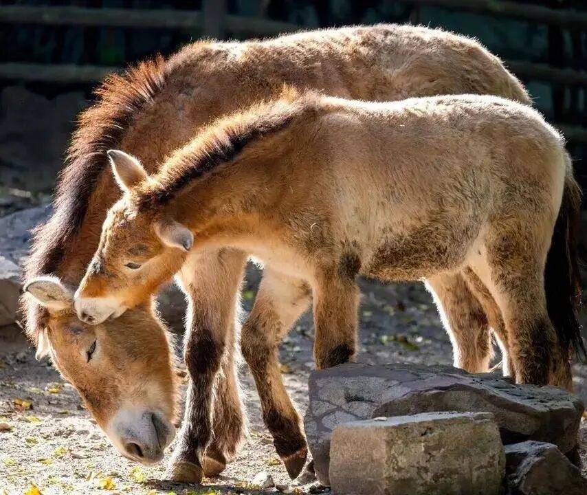 冲上23℃，明日气温近期最高！申城瀑布梅花已上线，春意“加载”100%