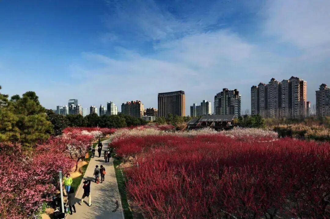 冲上23℃，明日气温近期最高！申城瀑布梅花已上线，春意“加载”100%