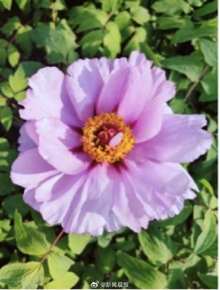 央视春晚十二花神中为何没牡丹，而是芍药？