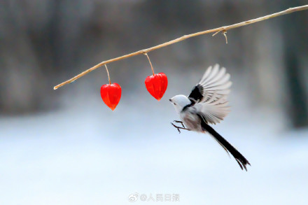 转存收藏！小鸟嬉戏每一张都是壁纸