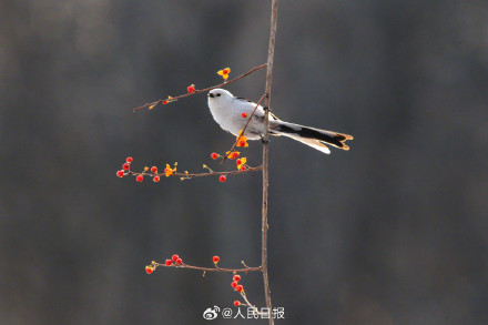 转存收藏！小鸟嬉戏每一张都是壁纸