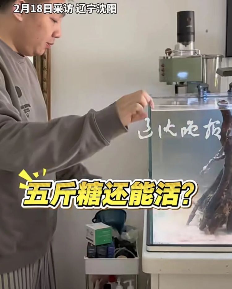 男子拿错快递，把白糖当底沙倒进鱼缸！网友：鱼要崩溃了……