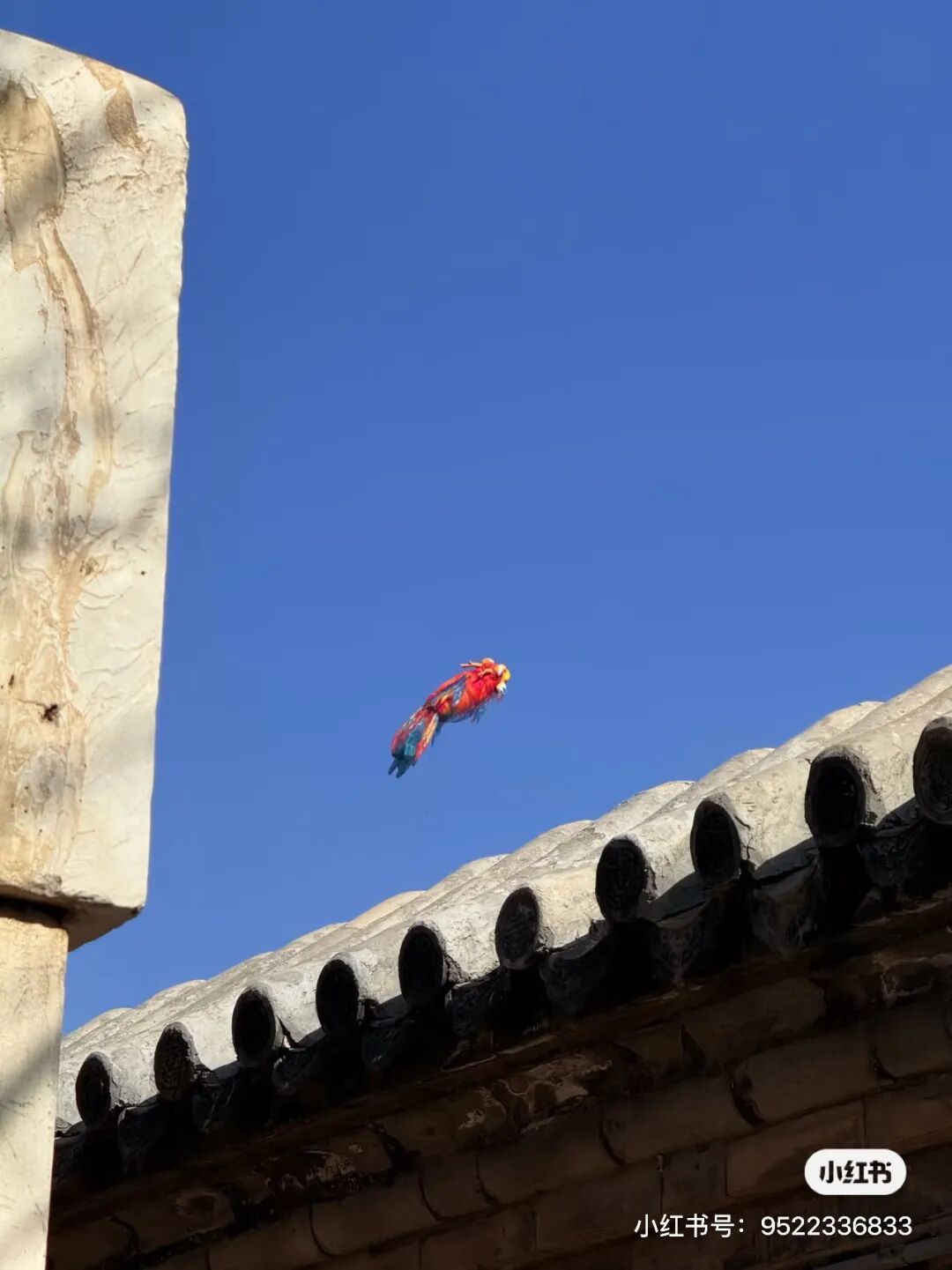 意外被大风吹走，全网都在帮济南“找鳌鱼”！