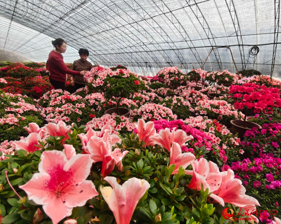 冬日花海,别样“红”! 冬日花海,别样“红”!