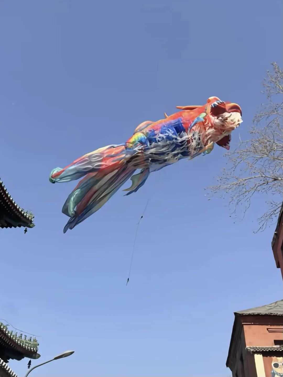 意外被大风吹走，全网都在帮济南“找鳌鱼”！