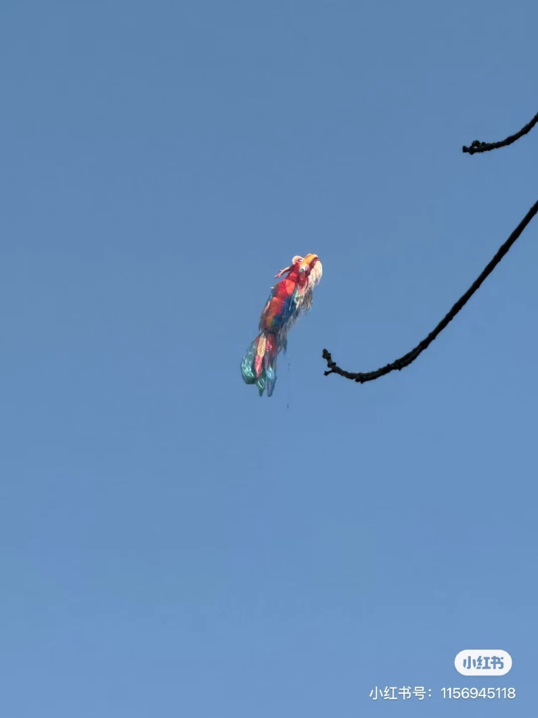 全网都在帮济南找“找鳌鱼”！意外被大风吹走，网友：一遇风云便化龙