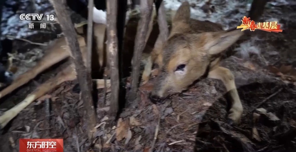 年轻民警化身“林海雪人” 在把面包变“雪糕”的极寒中守护生态安全