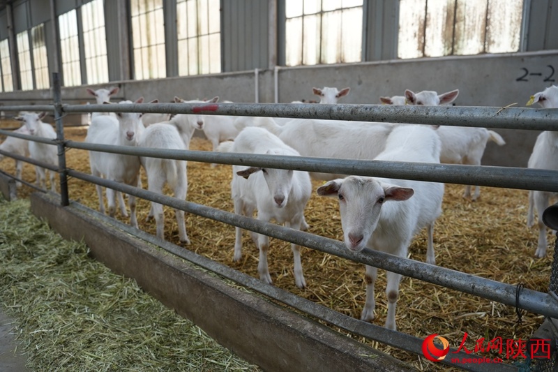 羊儿“咩咩咩”，钱包“鼓鼓鼓”