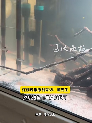 男子拿错快递，把白糖当底沙倒进鱼缸！网友：鱼要崩溃了……