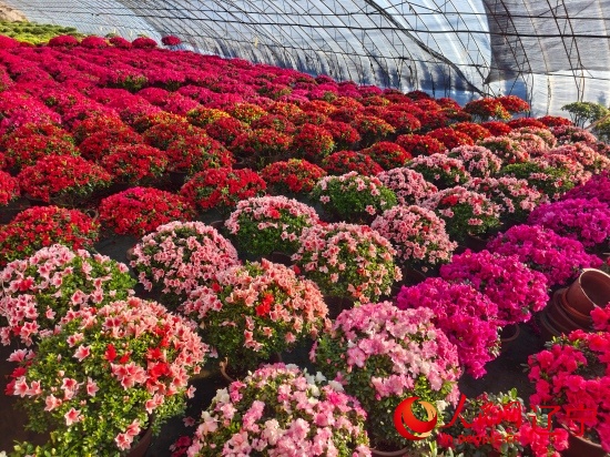 冬日花海,别样“红”! 冬日花海,别样“红”!