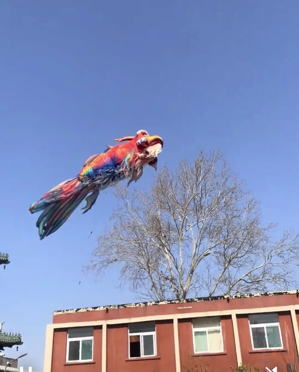 全网都在帮济南找“找鳌鱼”！意外被大风吹走，网友：一遇风云便化龙