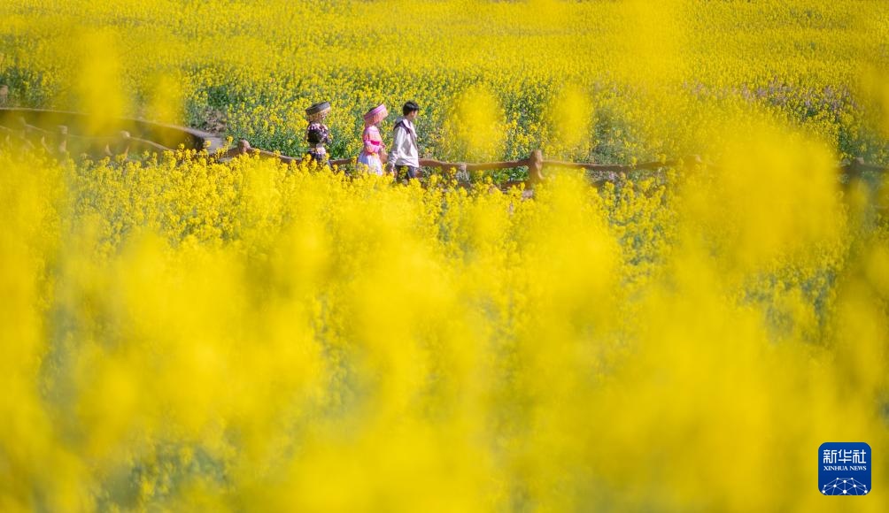 油菜花开春意浓