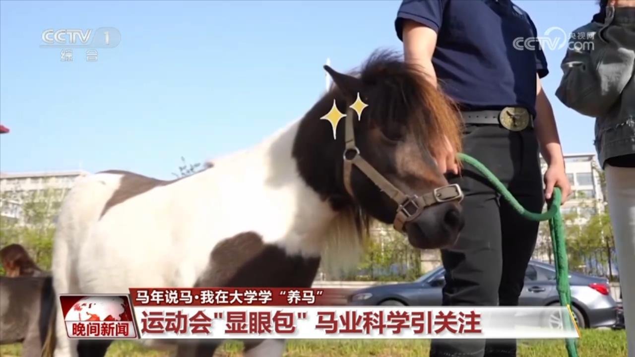 马年说马 我在大学学“养马”