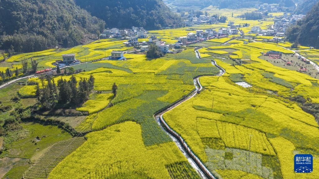 油菜花开春意浓