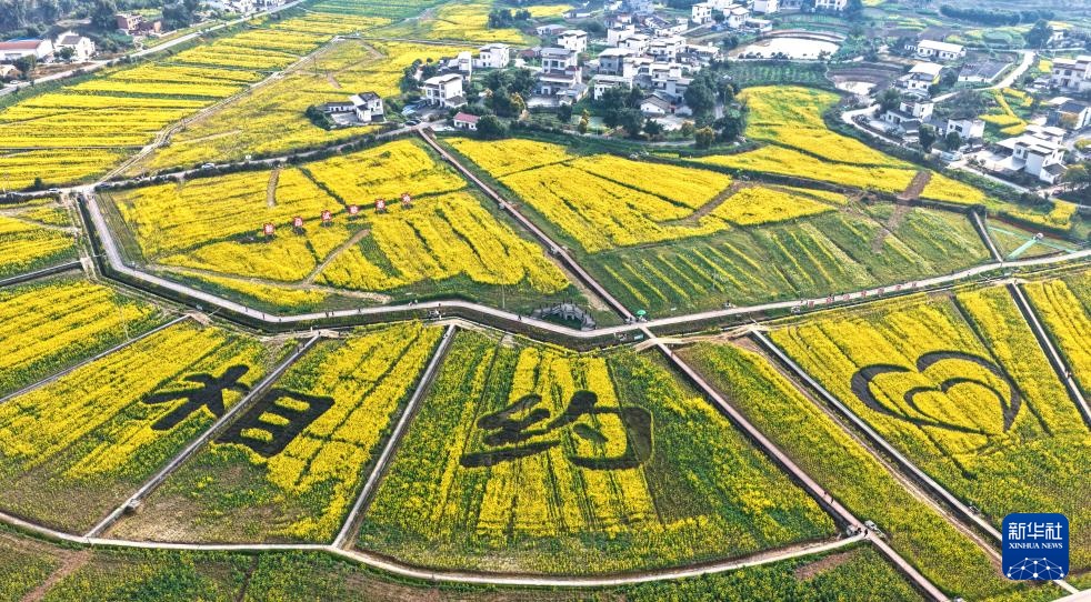 油菜花开春意浓