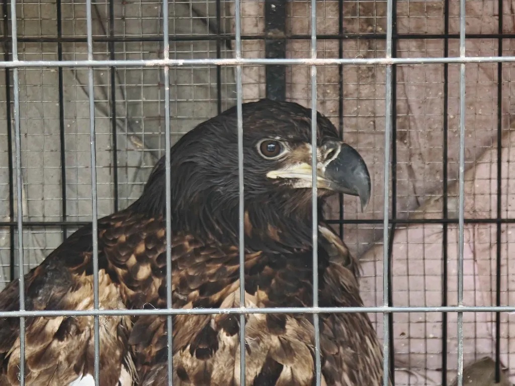 吉林省成功救助一只金雕