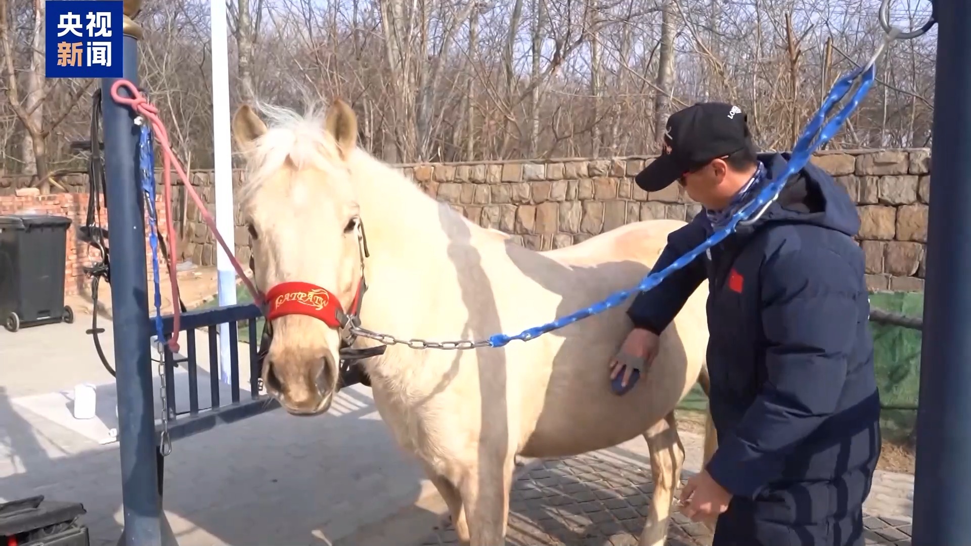 “骑马养马”成大学课程 探访高校如何为马业“育才”