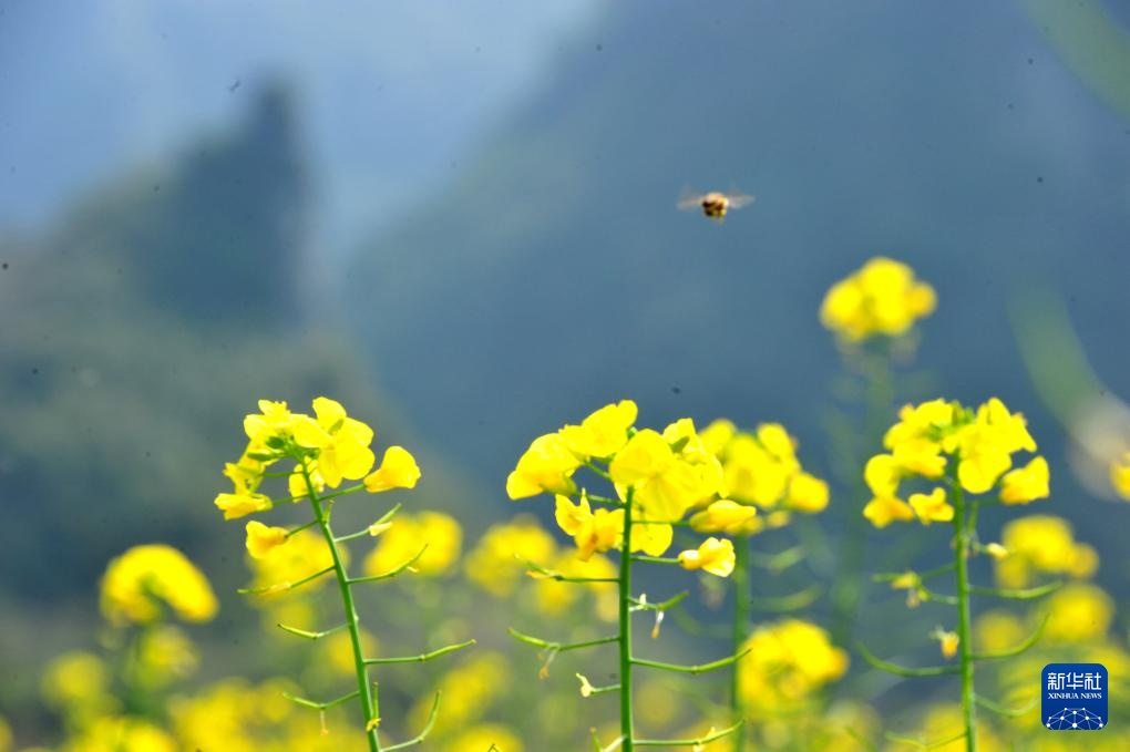 油菜花开春意浓