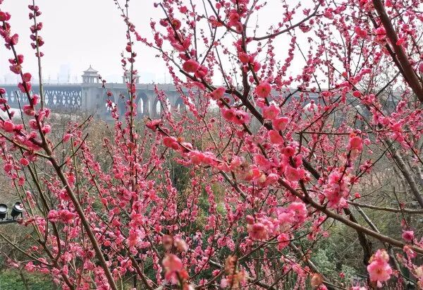 直冲24℃！武汉多地提前出现，“过年就没见过”