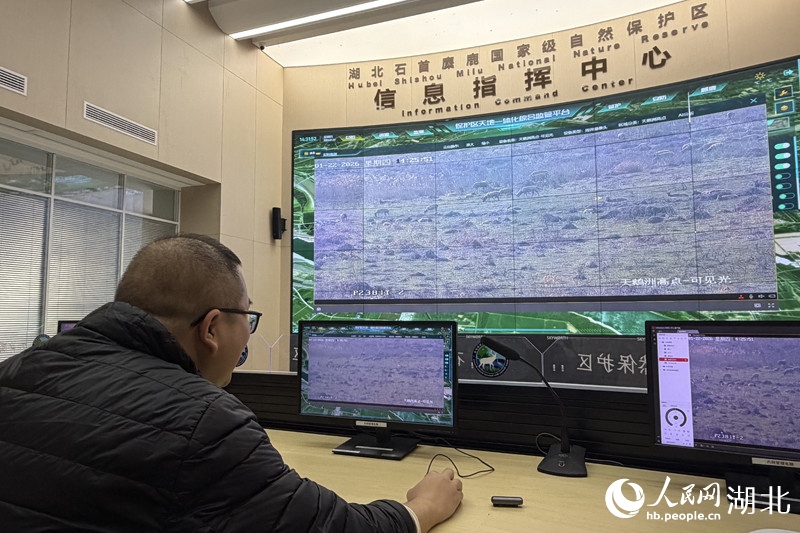 开门见鹿！“麋鹿就是我们的邻居”