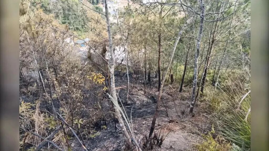 1天内连发5起森林火情，均因违规燃放烟花爆竹