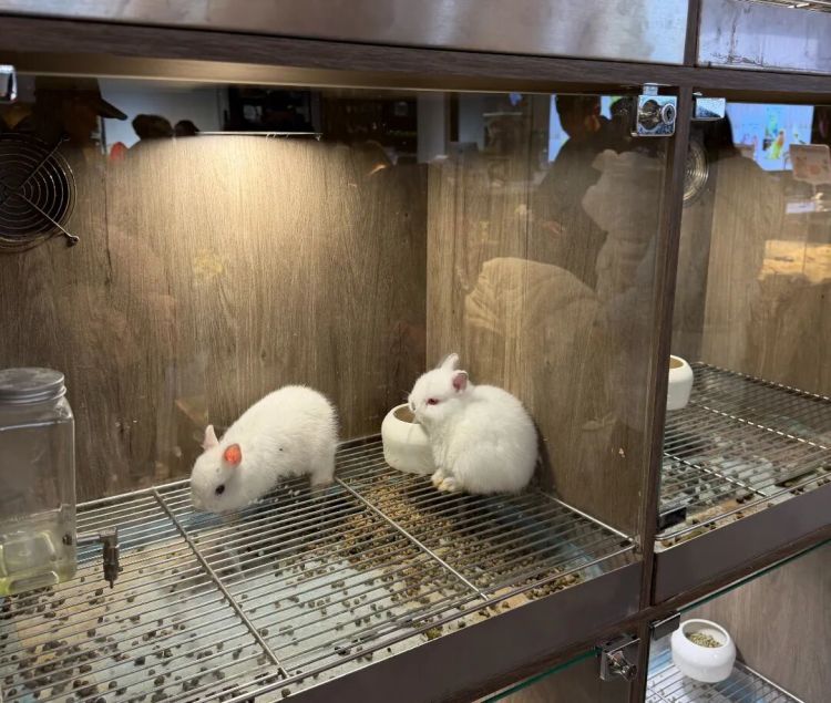 猫咪狗儿“别墅”抢破头,兔子仓鼠住进“恒温房”!大连寄养宠物被宠上天了 猫咪狗儿“别墅”抢破头,兔子仓鼠住进“恒温房”!大连寄养宠物被宠上天了