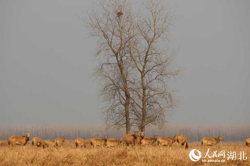 开门见鹿！“麋鹿就是我们的邻居”