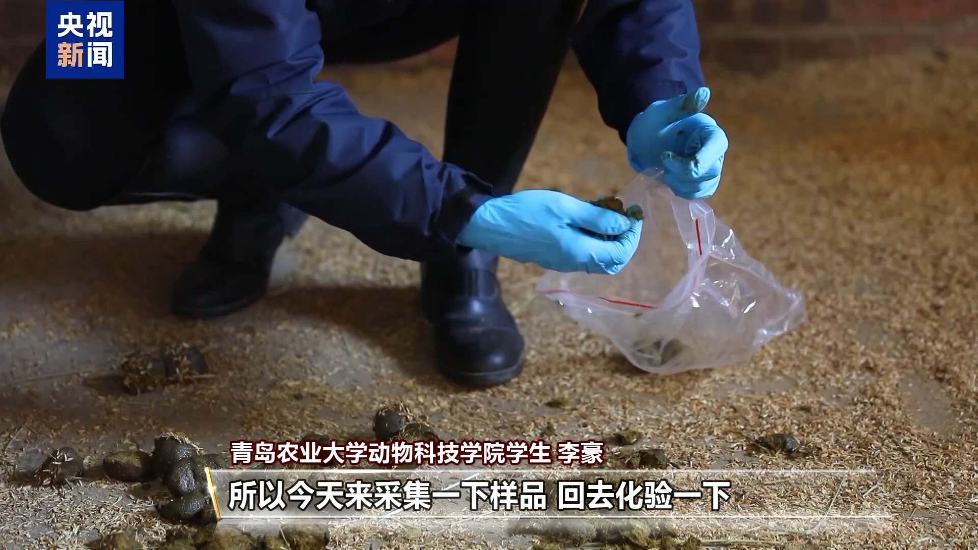 “骑马养马”成大学课程 探访高校如何为马业“育才”