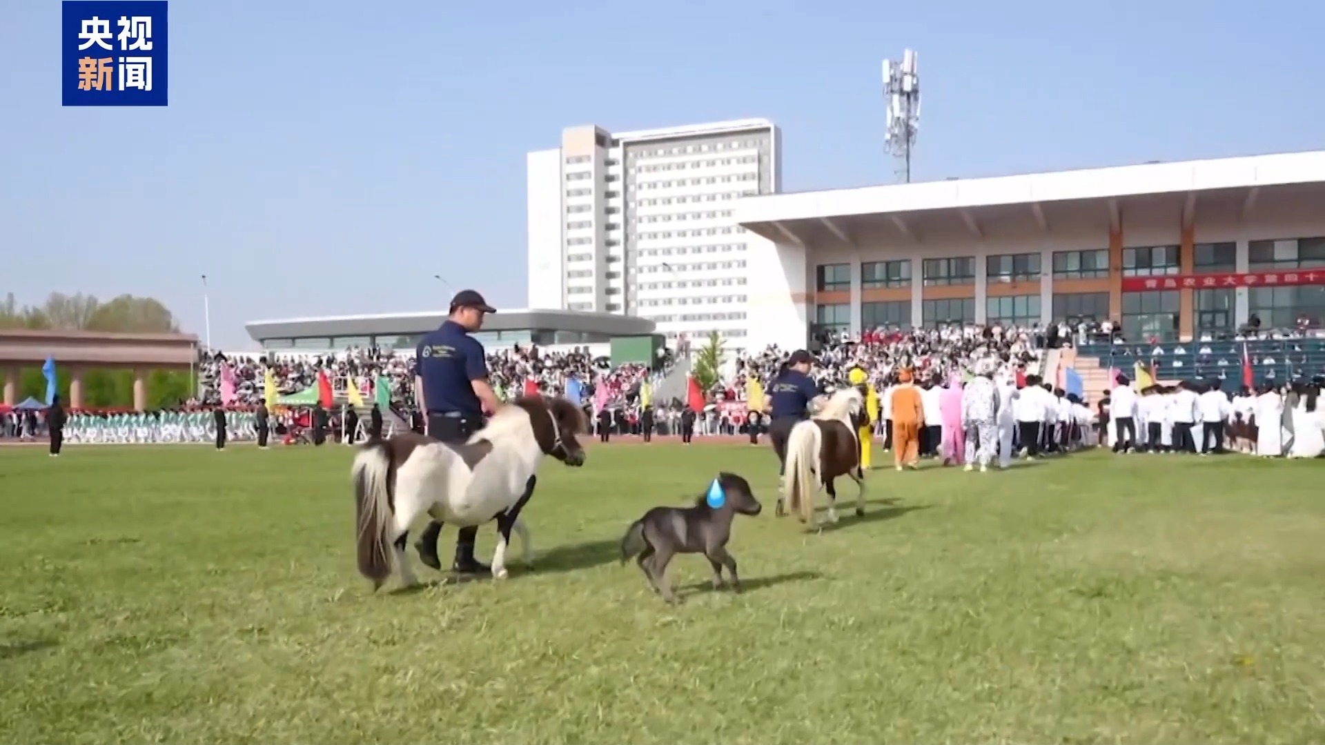 “骑马养马”成大学课程 探访高校如何为马业“育才”