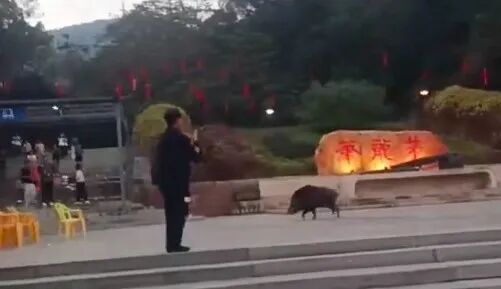 江门一庙会有野猪误入，通报：未造成人员受伤