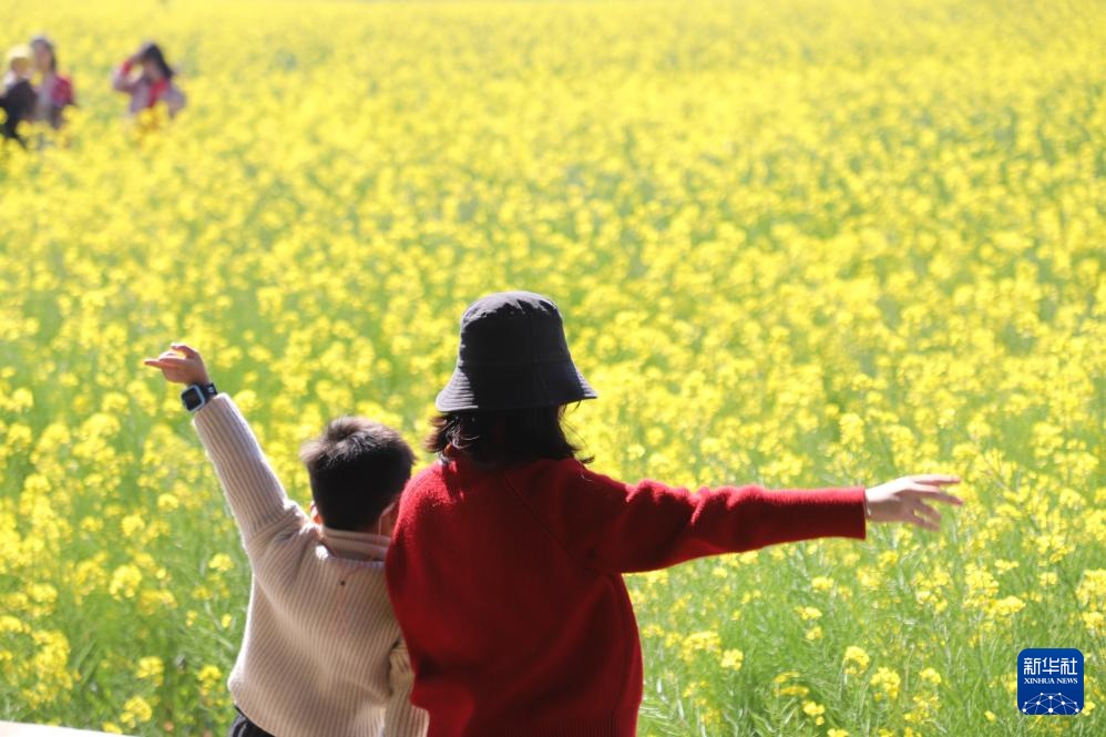 油菜花开春意浓