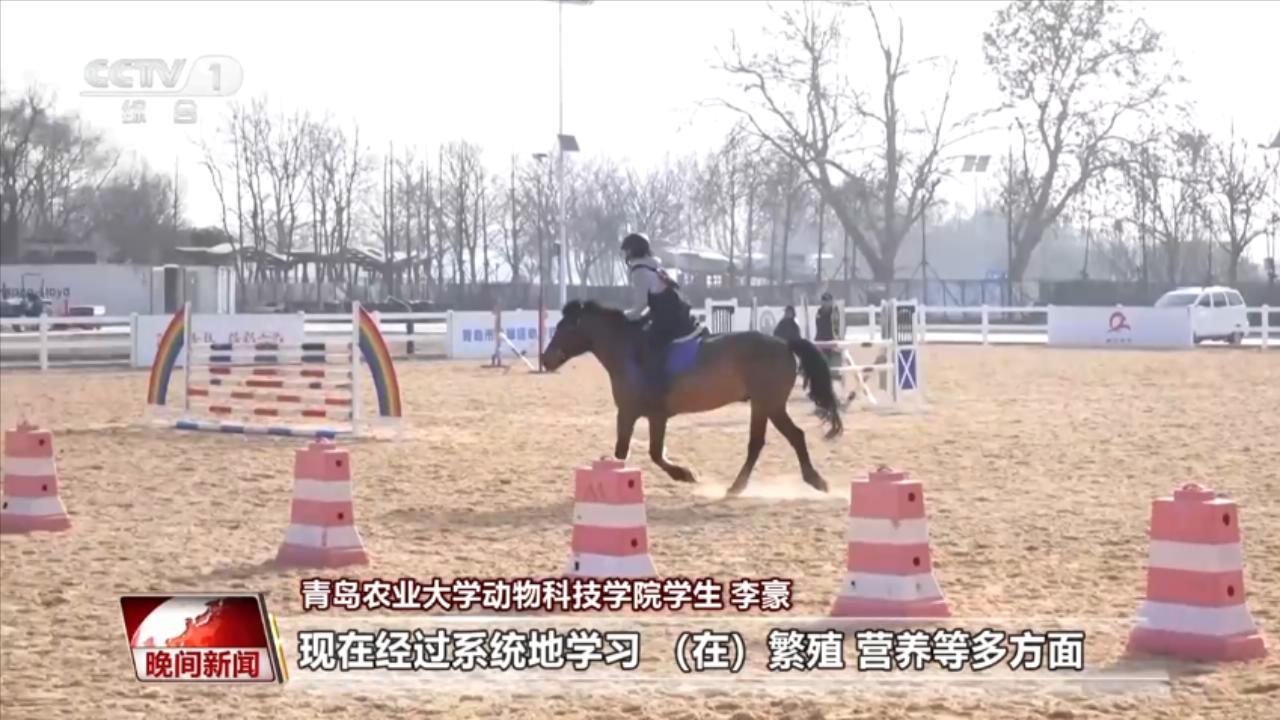 马年说马 我在大学学“养马”