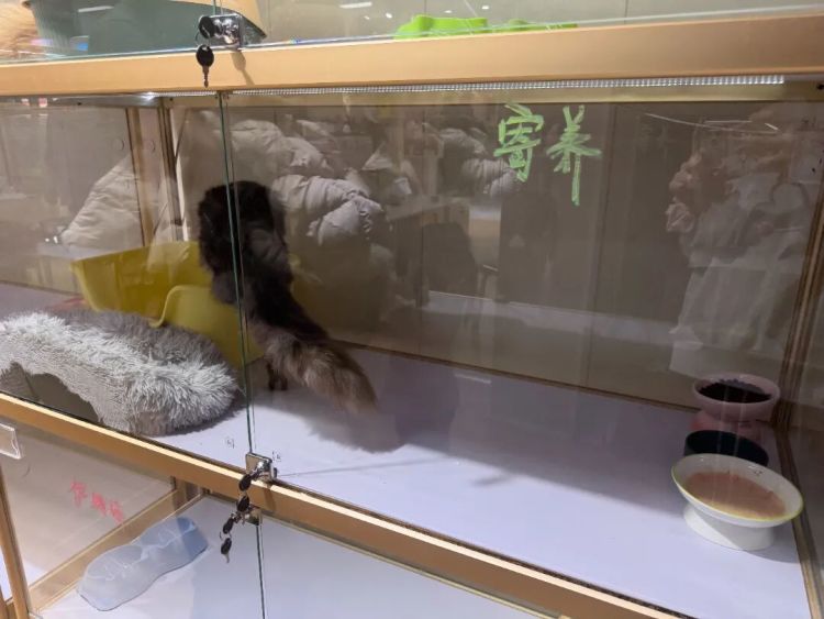 猫咪狗儿“别墅”抢破头,兔子仓鼠住进“恒温房”!大连寄养宠物被宠上天了 猫咪狗儿“别墅”抢破头,兔子仓鼠住进“恒温房”!大连寄养宠物被宠上天了