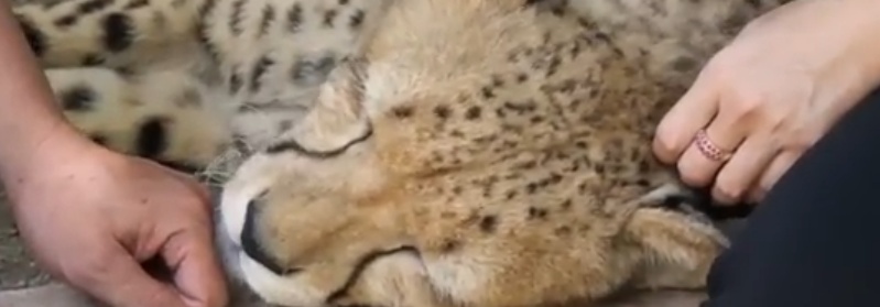 72只孟加拉虎集中死亡，官方通报死因