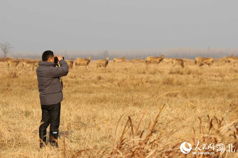 开门见鹿！“麋鹿就是我们的邻居”