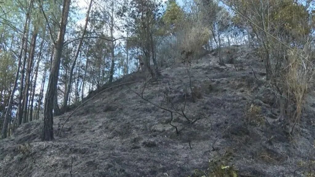 1天内连发5起森林火情，均因违规燃放烟花爆竹