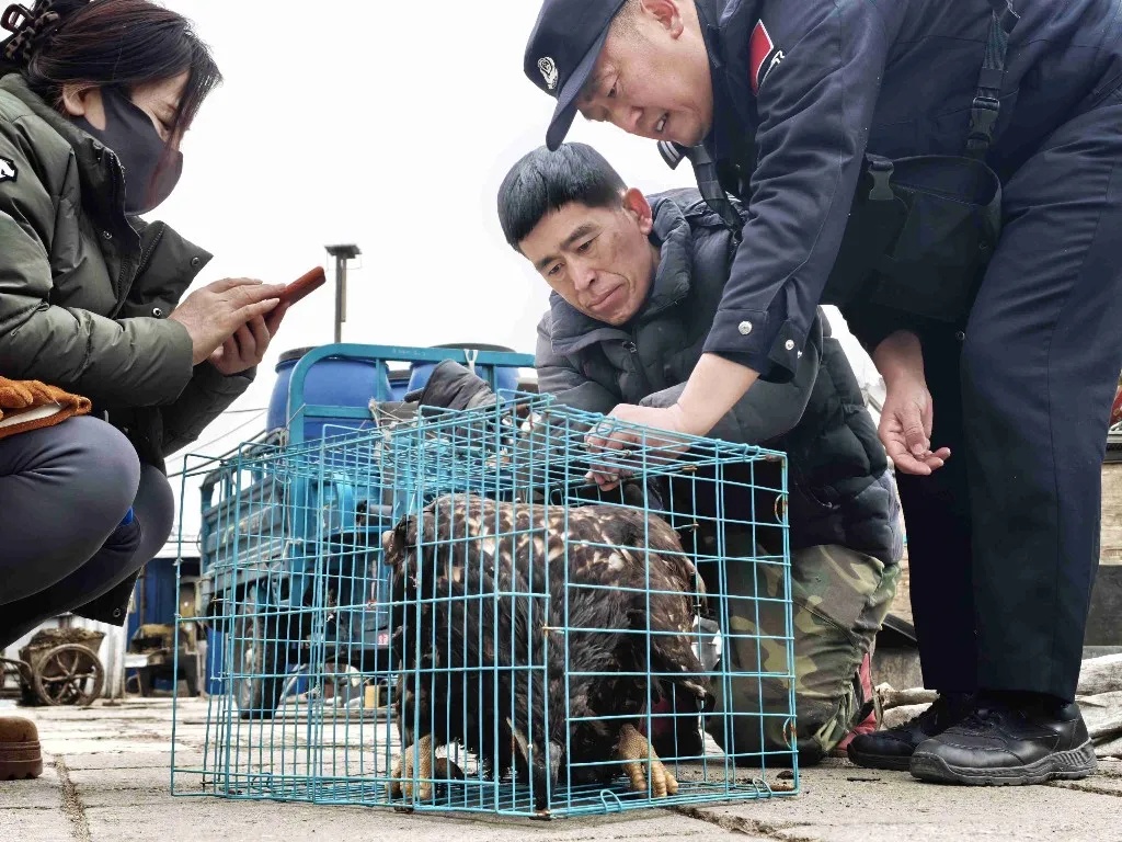 吉林省成功救助一只金雕