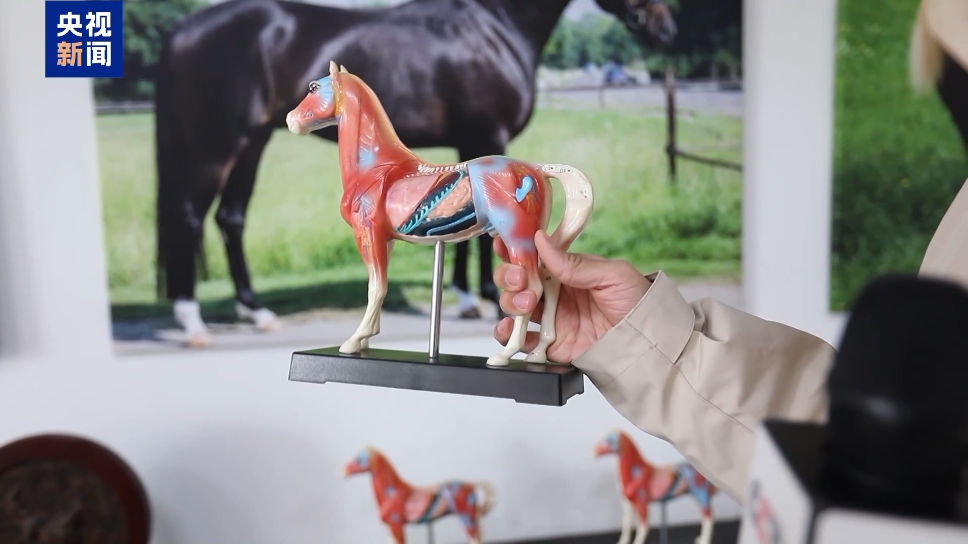 “骑马养马”成大学课程 探访高校如何为马业“育才”