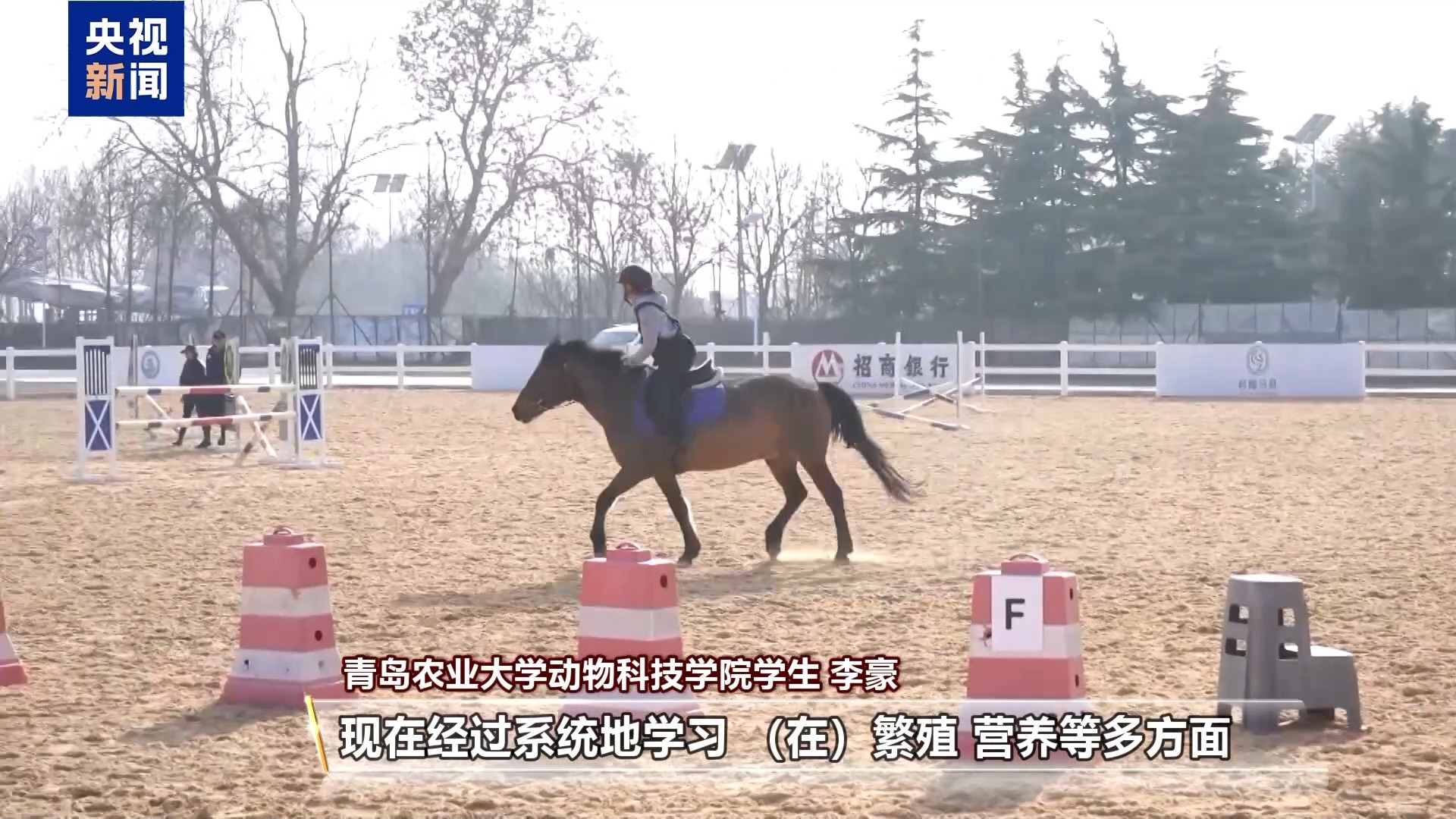 “骑马养马”成大学课程 探访高校如何为马业“育才”