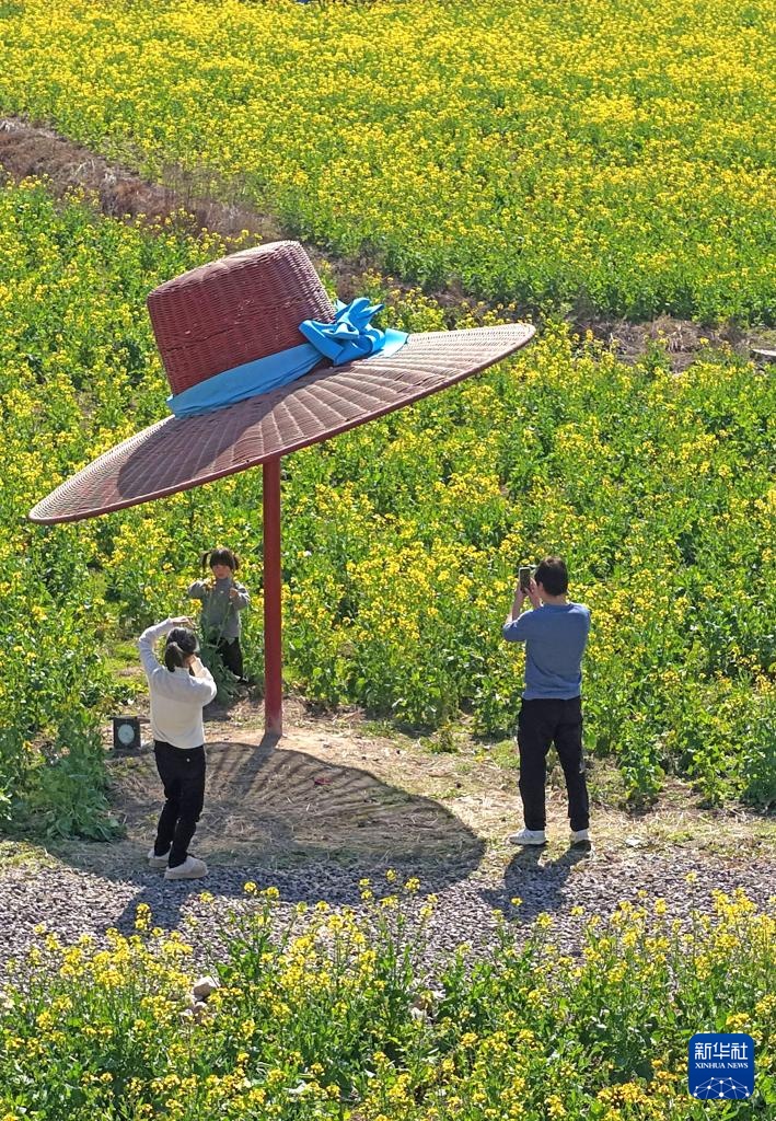油菜花开春意浓