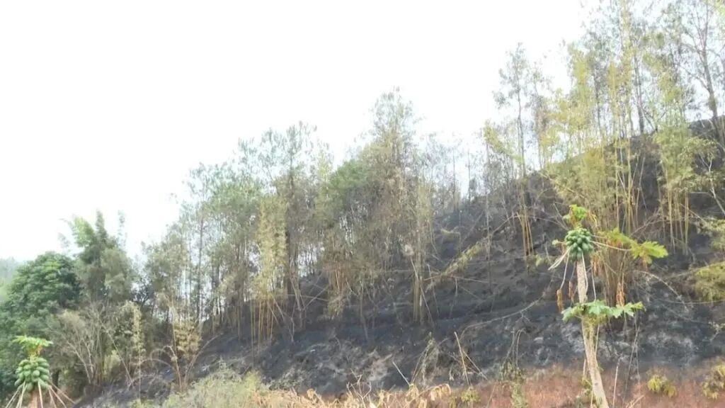 1天内连发5起森林火情，均因违规燃放烟花爆竹