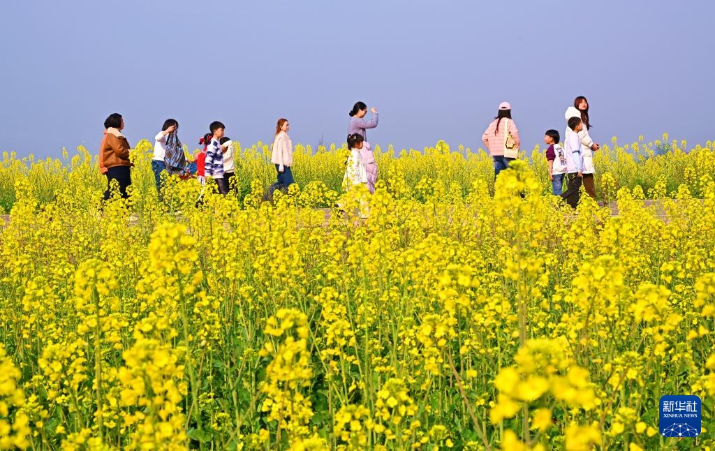 油菜花开春意浓
