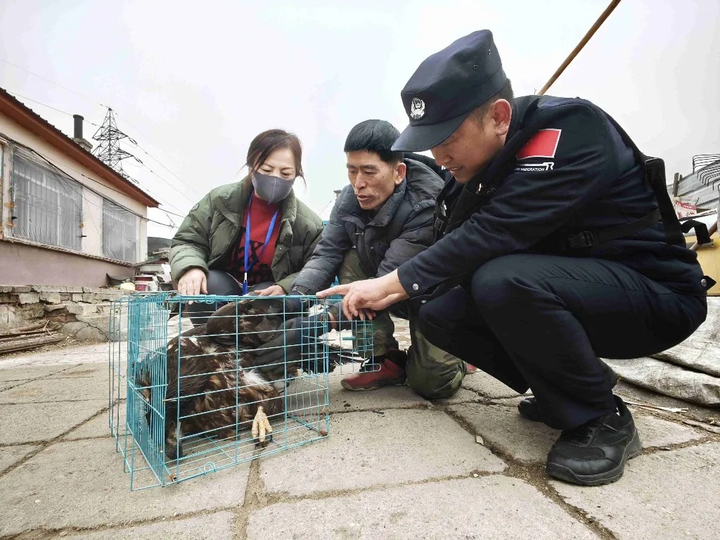吉林省成功救助一只金雕