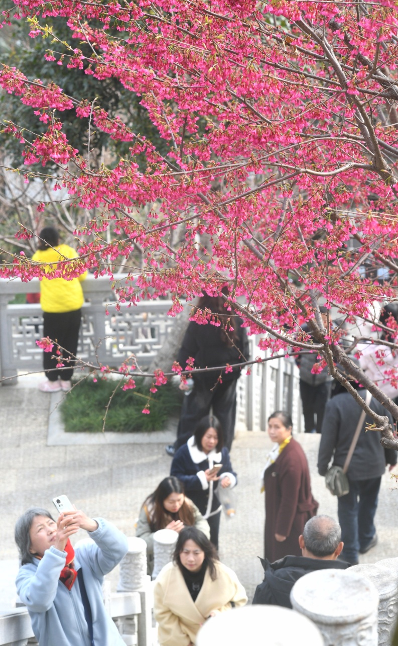 直冲24℃！武汉多地提前出现，“过年就没见过”