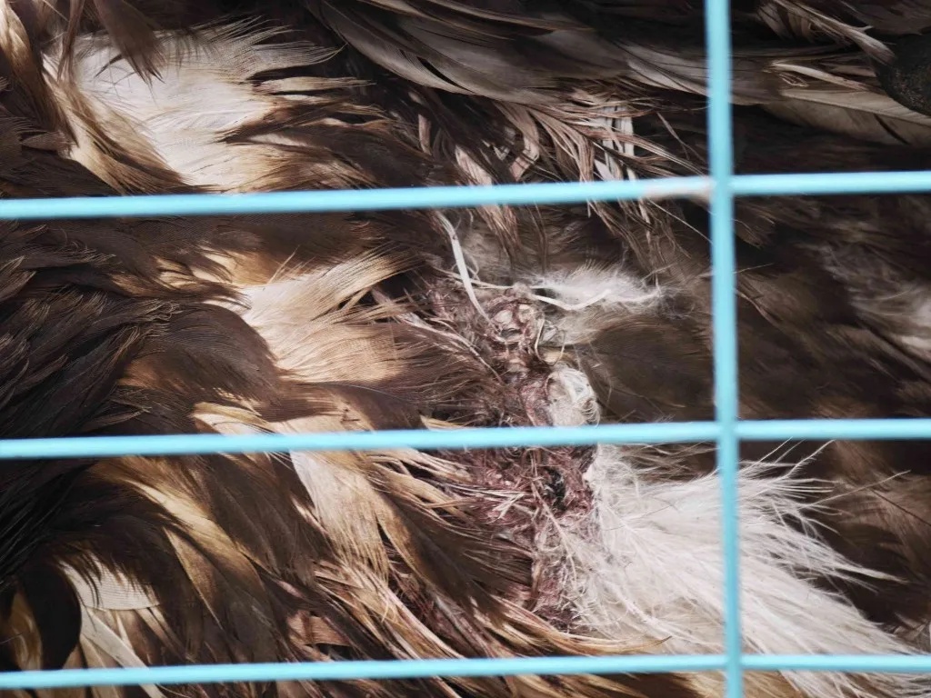 吉林省成功救助一只金雕